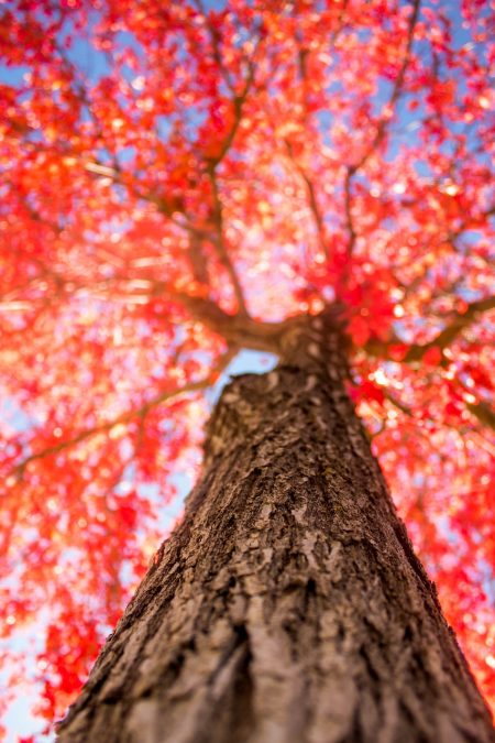 tree, red, fall